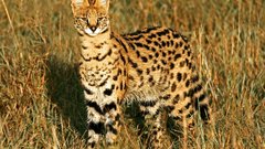 Animals fields outdoors serval