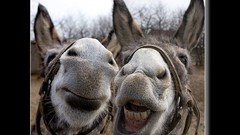 Animals fight donkey Donkeys