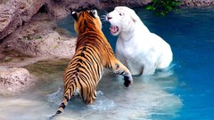 Animals fight white tiger Tigers