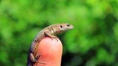 Animals fingers Reptiles