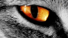 Animals fire cats eye