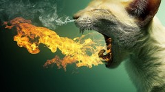 Animals fire cats flaming