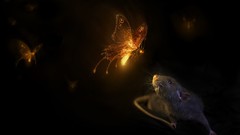 Animals fireflies Rats mice