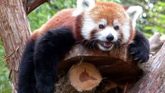 Animals firefox red pandas