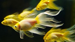 Animals fish