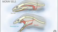 Animals fish anatomy eels