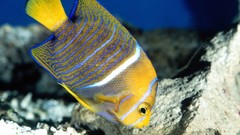 Animals fish angel fish