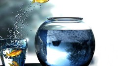 Animals fish aquarium