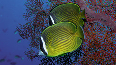 Animals fish Aquarium and