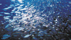 Animals fish Aquarium and