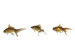 Animals fish Aquarium and