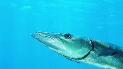 Animals fish Aquarium and