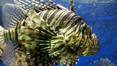 Animals fish Aquarium and