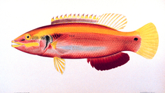 Animals fish Aquarium and