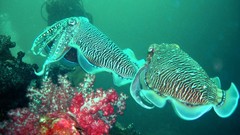 Animals fish Aquarium and