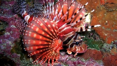 Animals fish Aquarium and