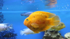 Animals fish aquarium golden