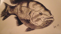 Animals fish artwork drawings