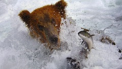 Animals fish Bears