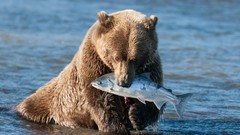 Animals fish Bears hunting rivers