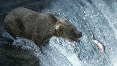 Animals fish Bears waterfalls