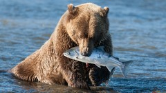 Animals fish Bears wild animals brown bears