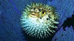 Animals fish Blowfish