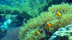 Animals fish clownfish sea