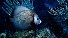 Animals fish coral angel fish