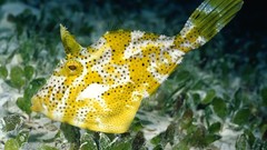 Animals fish cowfish Longhorn
