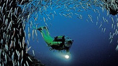 Animals fish diver school