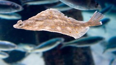 Animals fish flounder