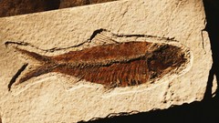Animals fish fossil