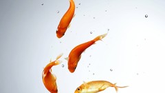 Animals fish goldfish