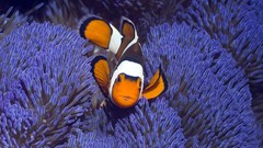 Animals fish Indonesia sea anemones clownfish
