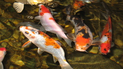 Animals fish koi