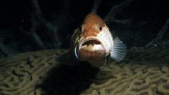 Animals fish national geographic