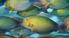 Animals fish national geographic