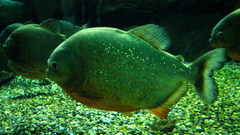 Animals fish Piranha