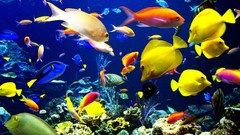 Animals fish reef angelfish
