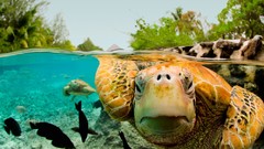 Animals fish rivers turtles split-view sea turtles