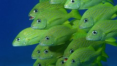 Animals fish school