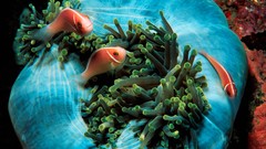Animals fish sea anemones
