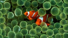 Animals fish sea anemones clownfish