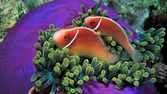 Animals fish sea anemones clownfish