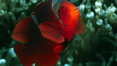 Animals fish sea anemones clownfish