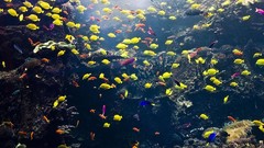 Animals fish sealife