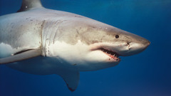 Animals fish Sharks Aquarium