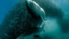 Animals fish Sharks national geographic