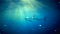 Animals fish Sharks underwater